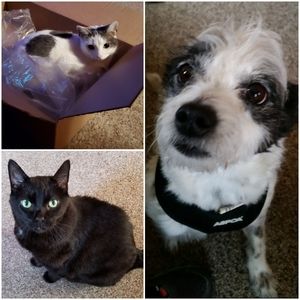 Pet friendly home🐕🐈‍⬛